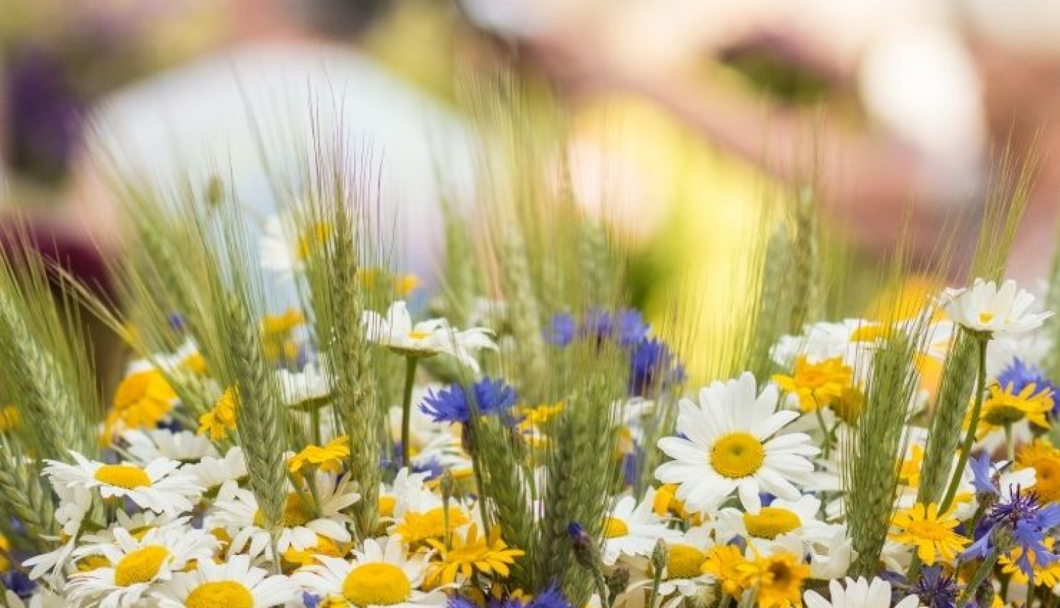 Vircava_Jāņu_balle