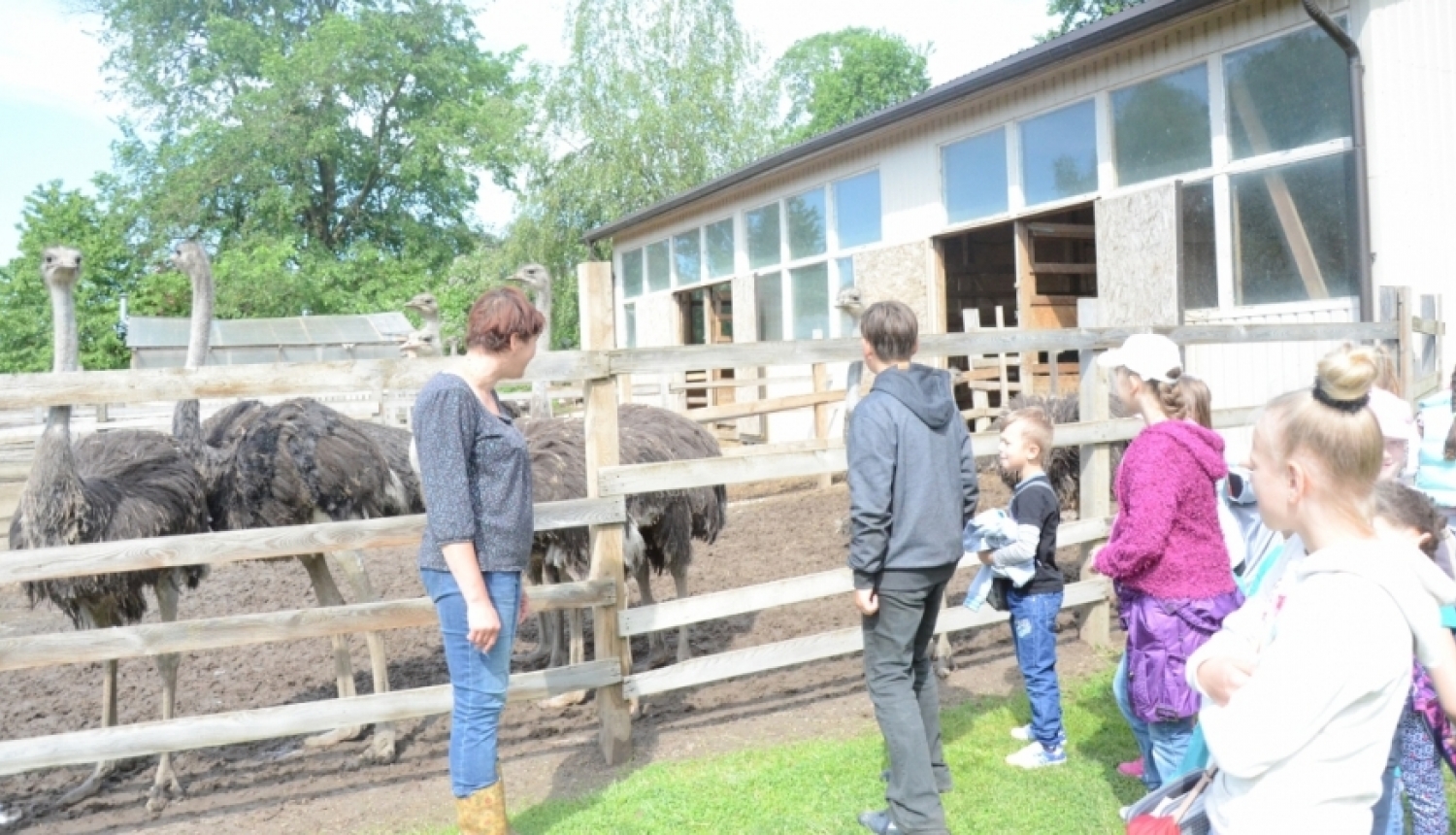 Šķibes pamatskolas skolēni viesojas strausu fermā