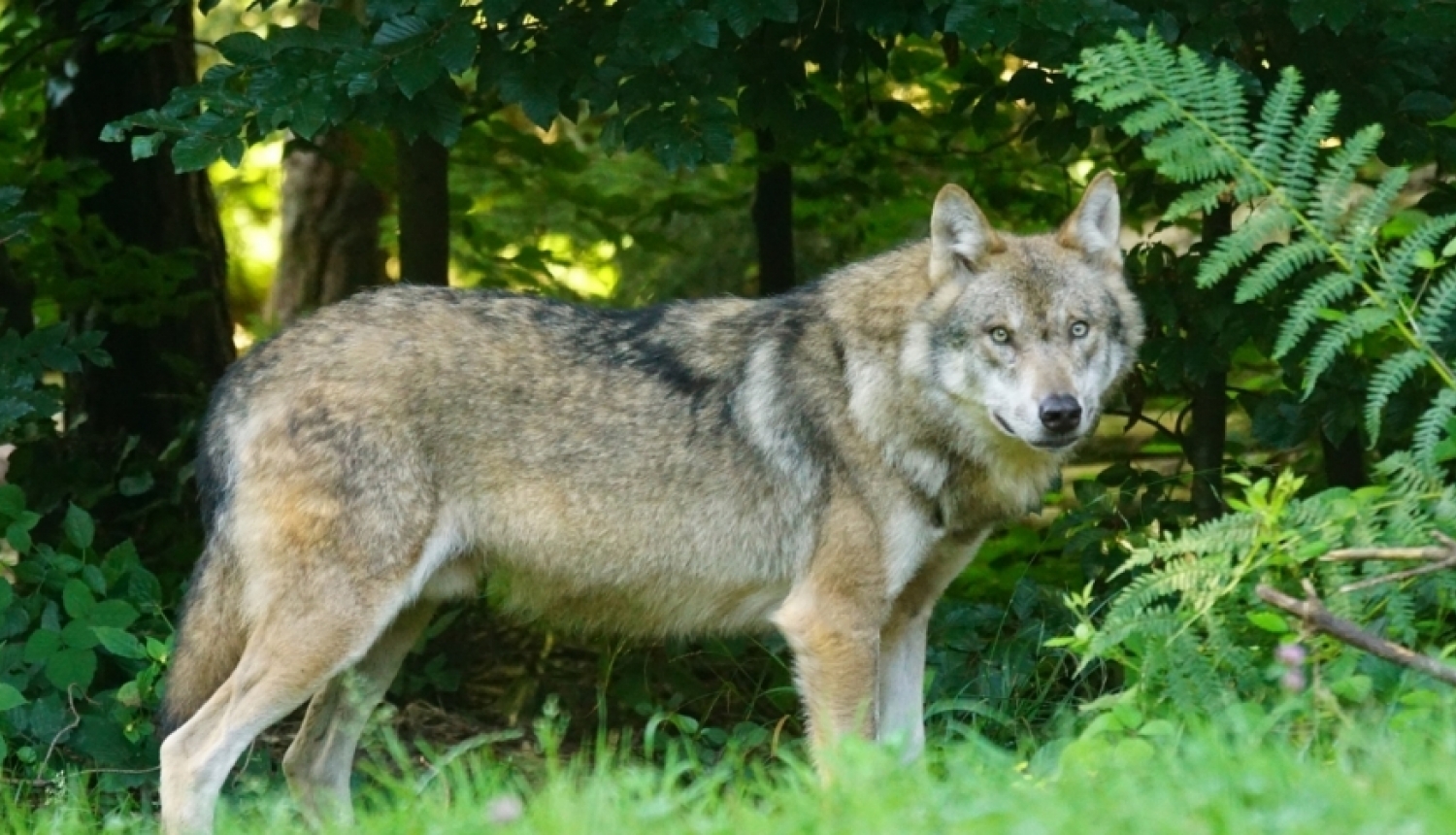 Aicina ziņot par vilku uzbrukumiem mājlopiem