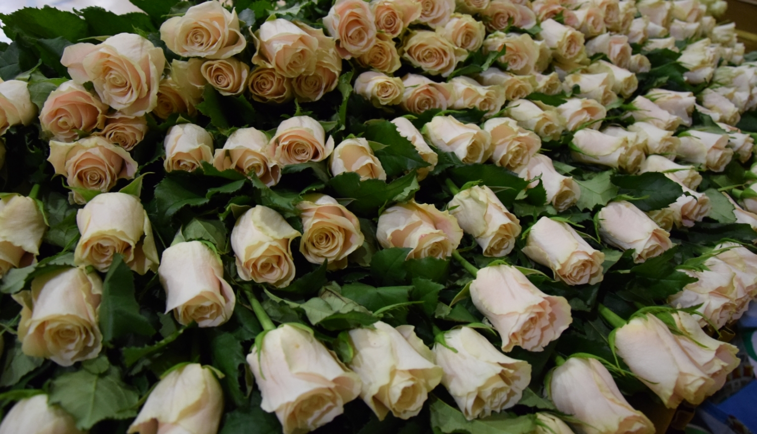 Staļģenes vidusskolas Karoga svētki 2023