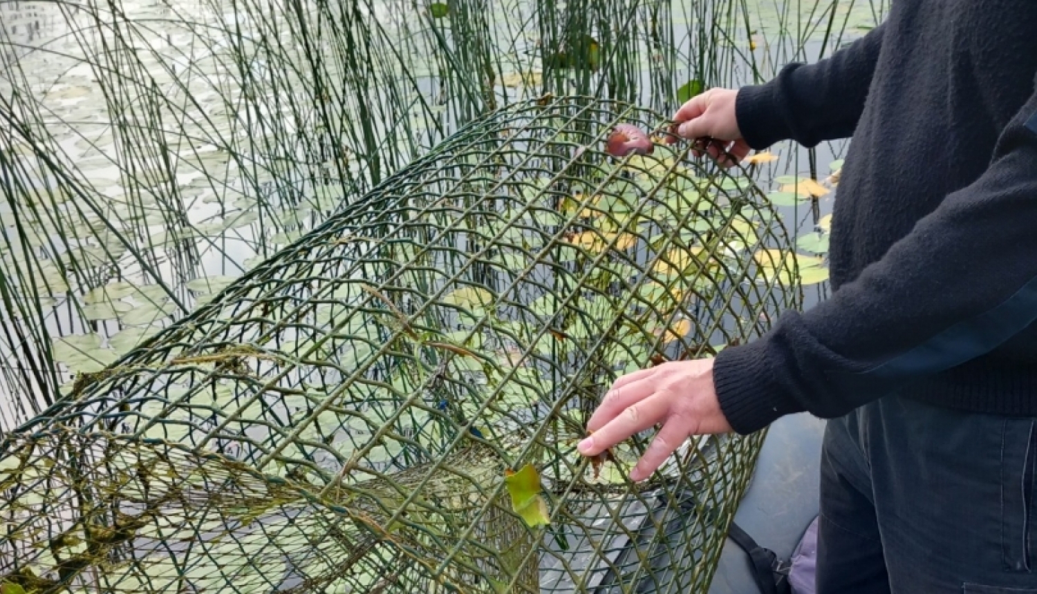 nelikumīgs zvejas murds