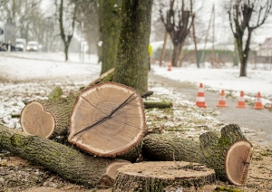 Elejā pie Jelgavas šosejas sakopj aizsargājamo koku aleju