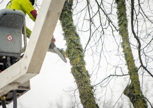 Elejā pie Jelgavas šosejas sakopj aizsargājamo koku aleju